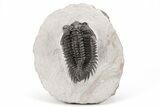 Coltraneia Trilobite Fossil - Huge Faceted Eyes #210393-1